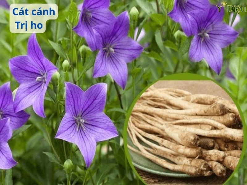 Trị Ho Bằng Cát Cánh: Bí Quyết Tự Nhiên An Toàn Hiệu Quả